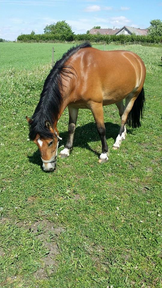 Anden særlig race April billede 5