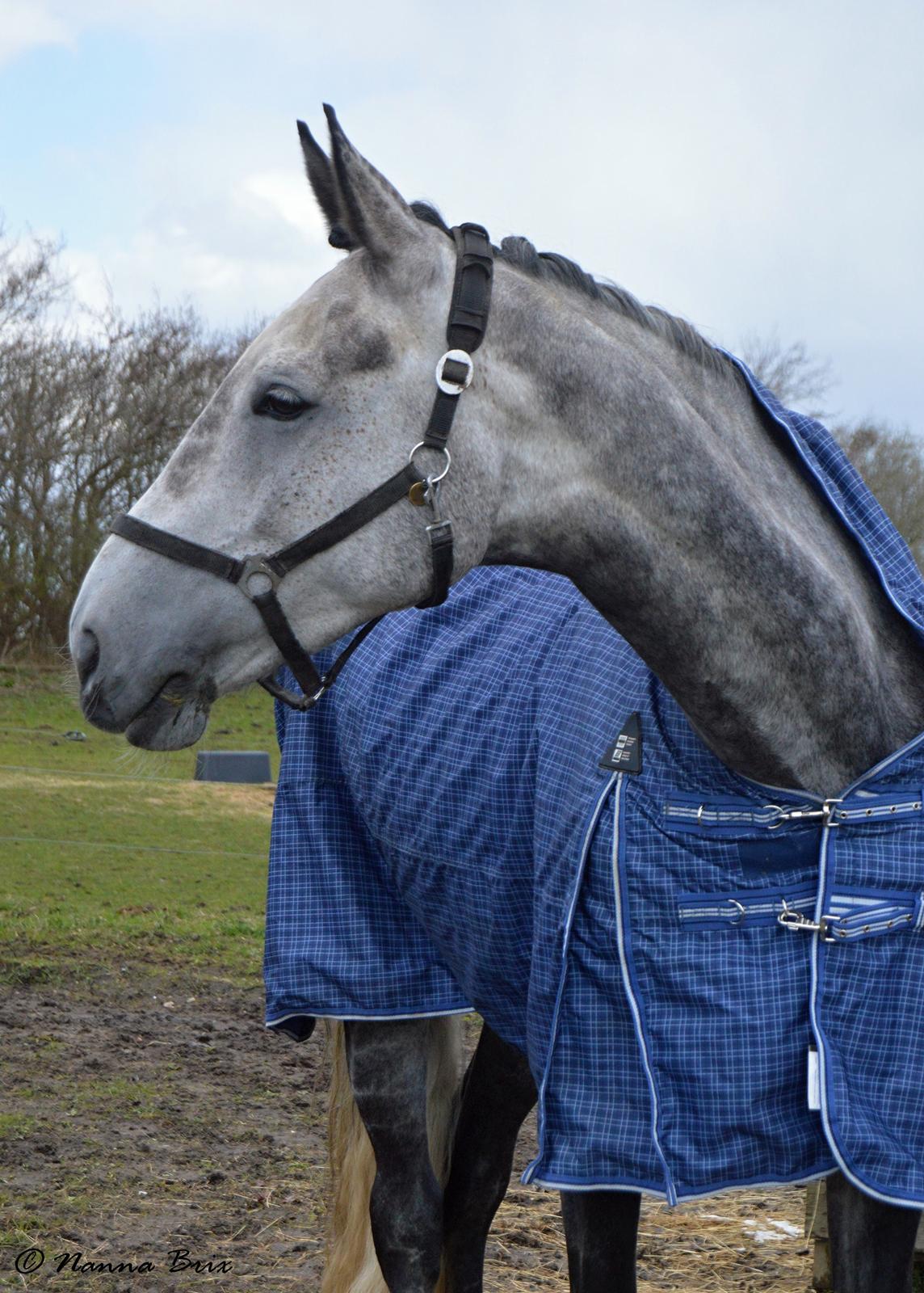 Dansk Varmblod Royal Legacy billede 5