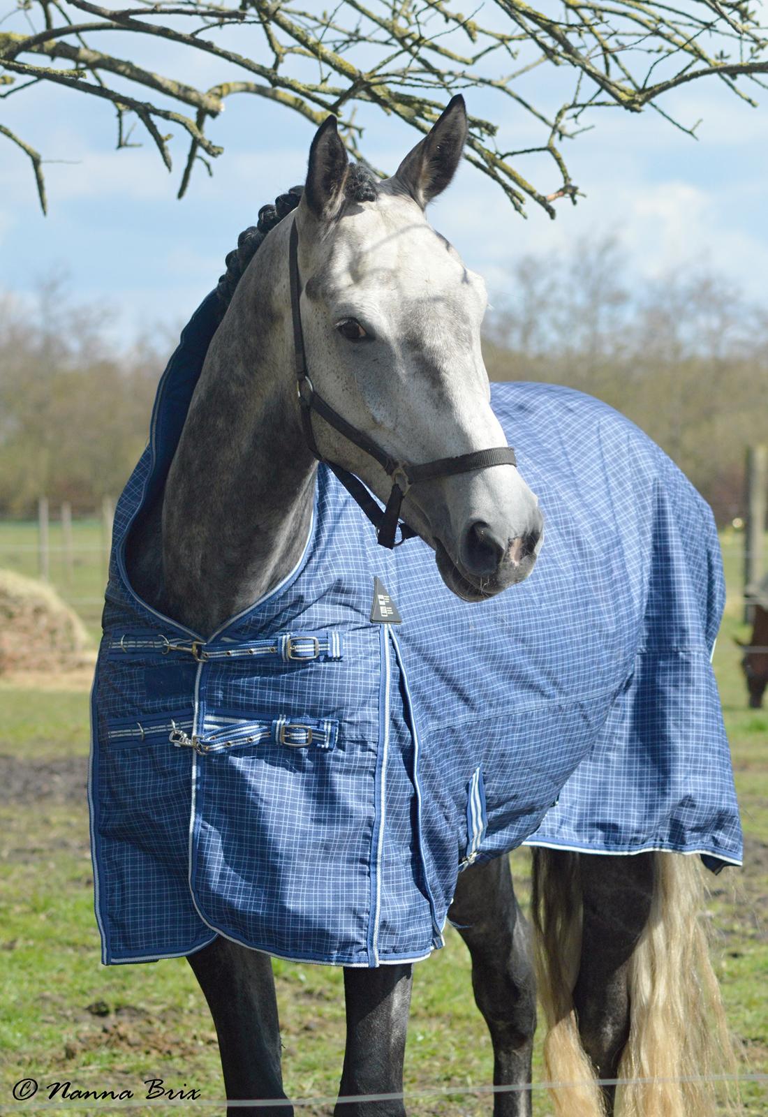 Dansk Varmblod Royal Legacy billede 1