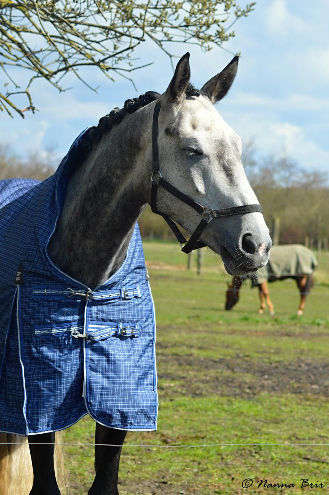 Dansk Varmblod Royal Legacy billede 6