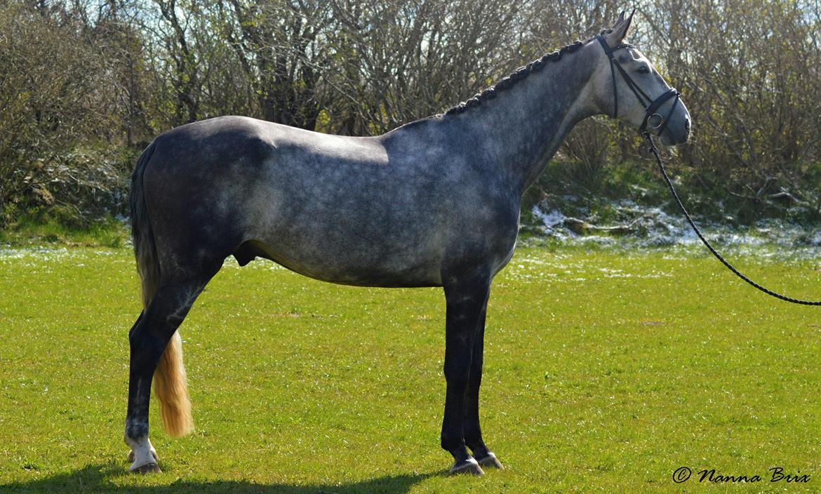 Dansk Varmblod Royal Legacy billede 2