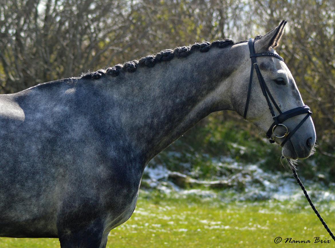 Dansk Varmblod Royal Legacy billede 8