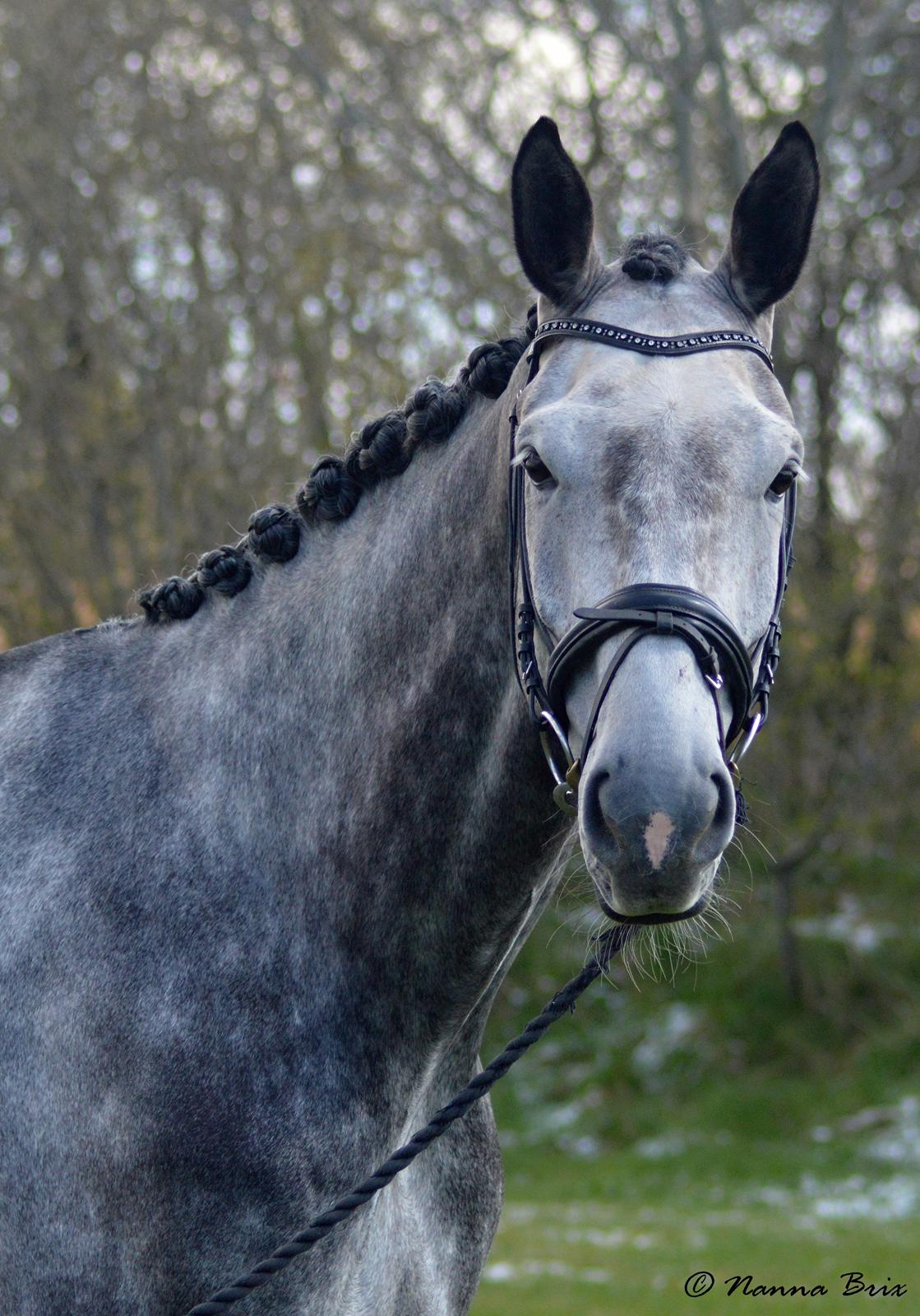 Dansk Varmblod Royal Legacy billede 9