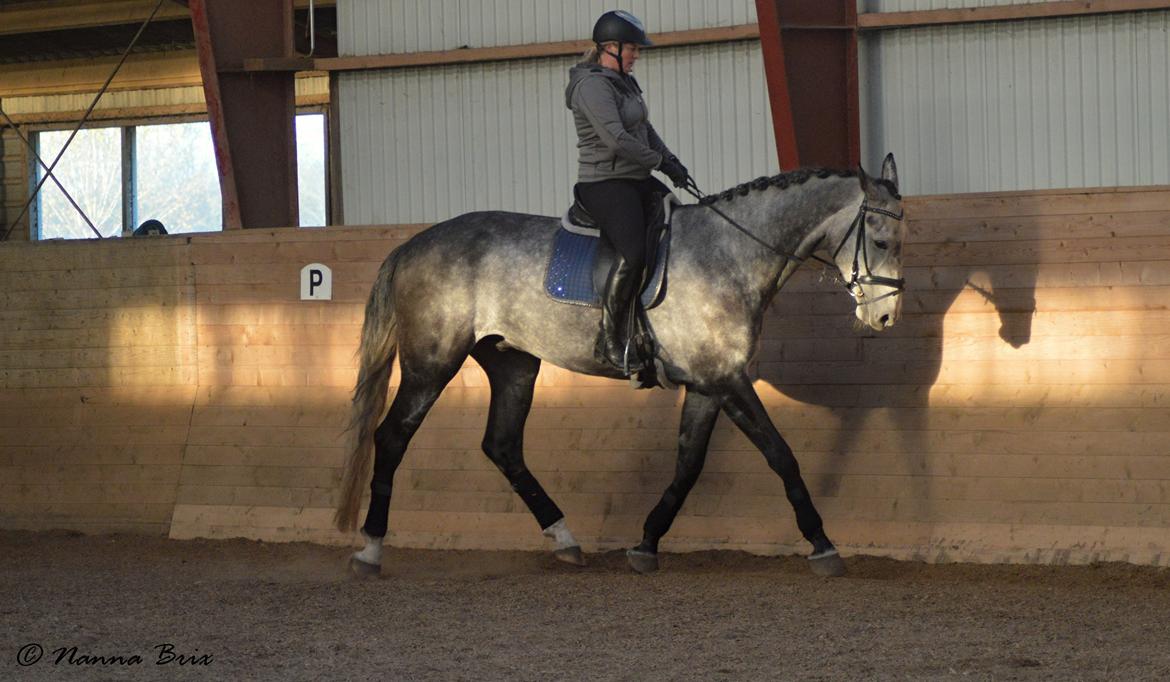 Dansk Varmblod Royal Legacy billede 4