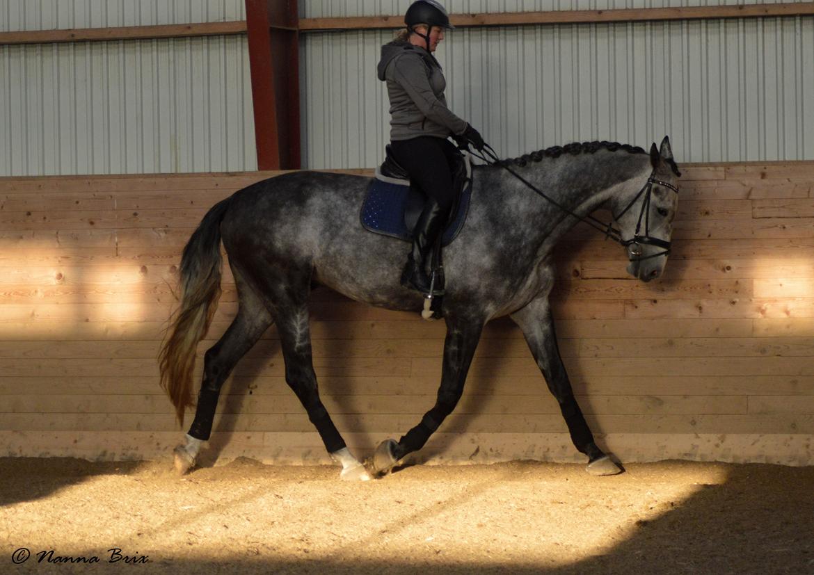 Dansk Varmblod Royal Legacy billede 10