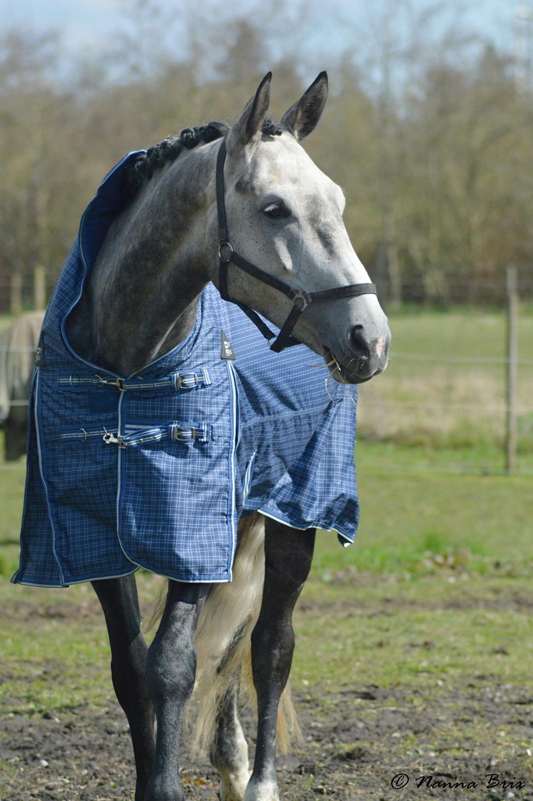 Dansk Varmblod Royal Legacy billede 3