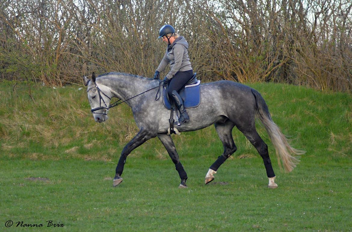 Dansk Varmblod Royal Legacy billede 11