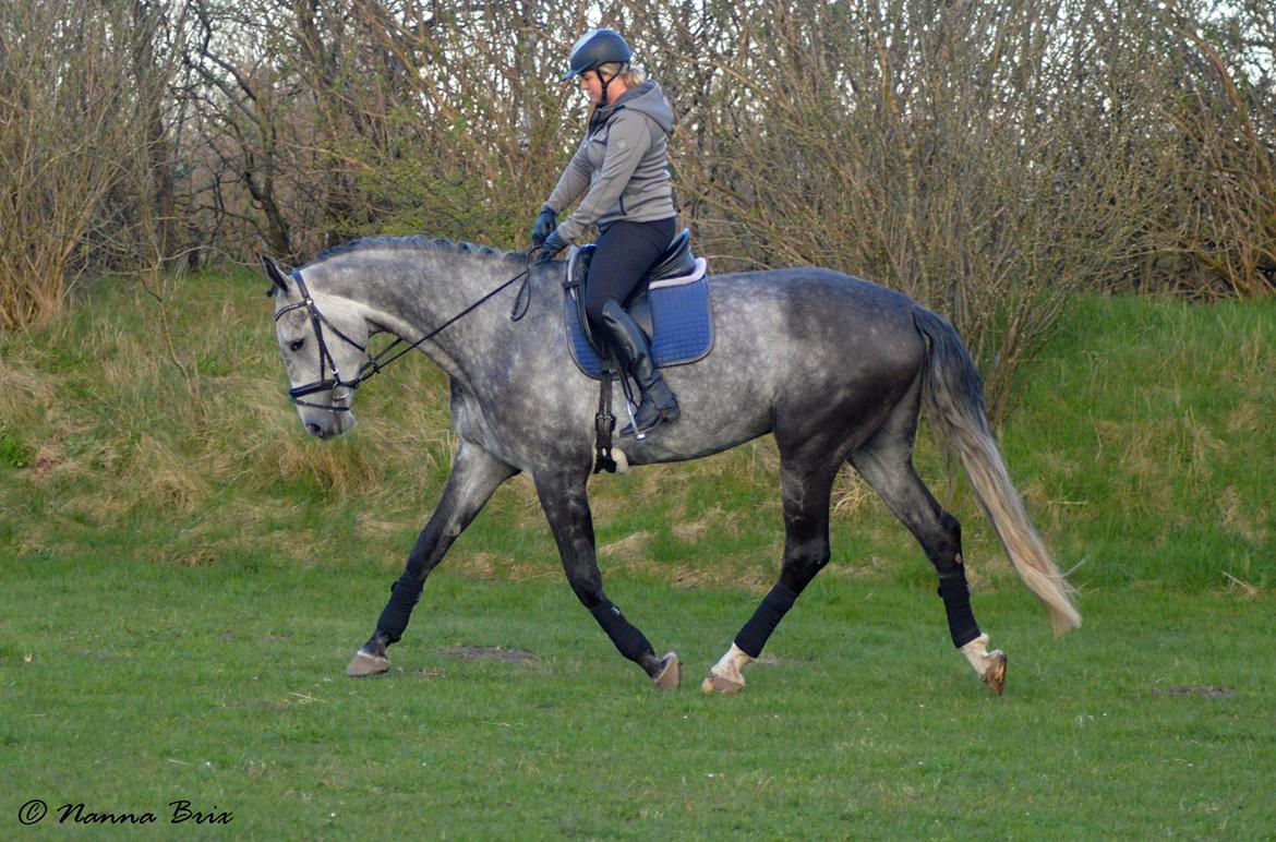 Dansk Varmblod Royal Legacy billede 13