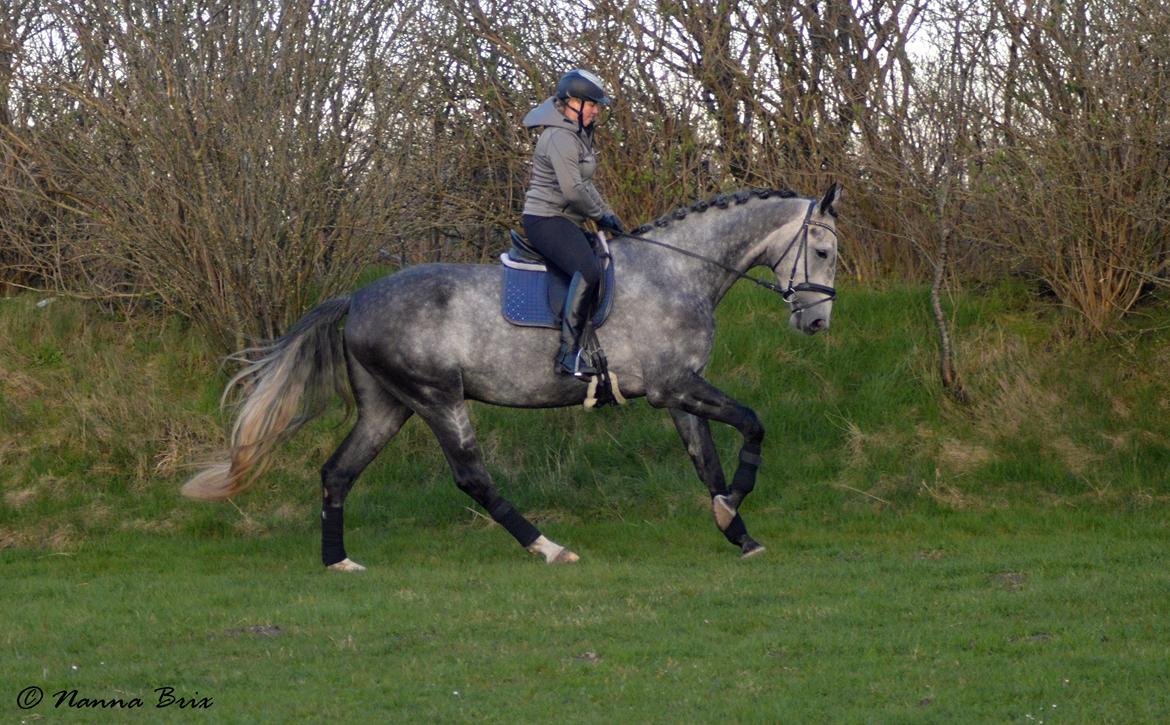 Dansk Varmblod Royal Legacy billede 14