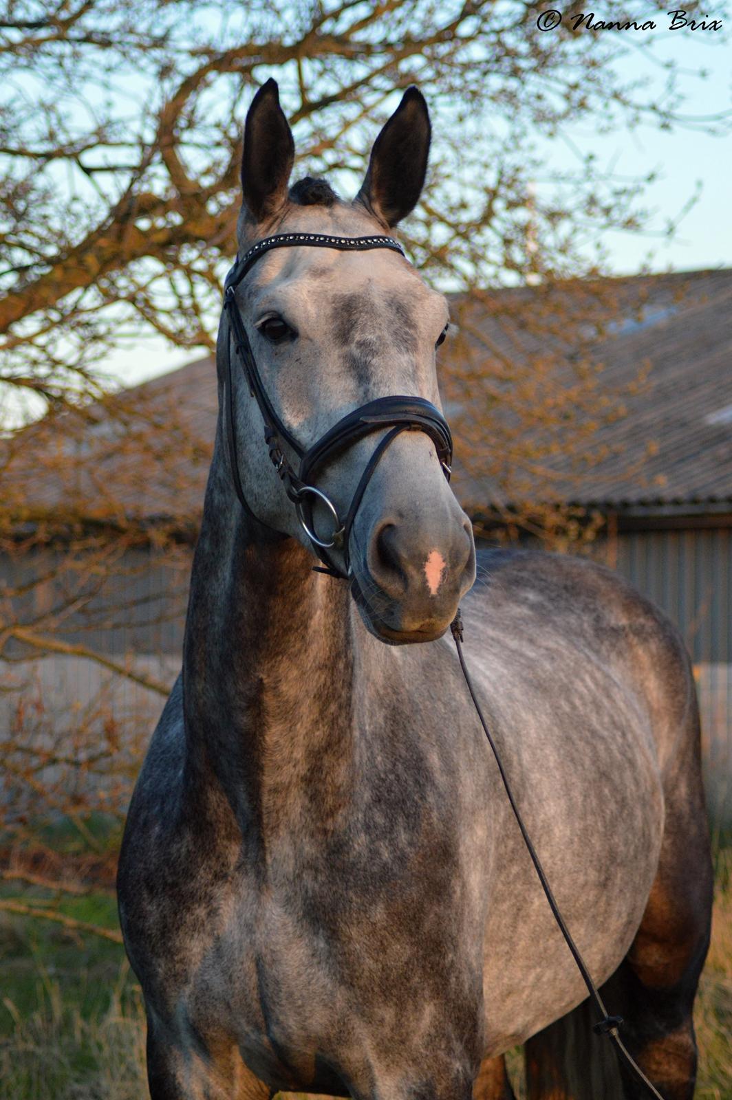 Dansk Varmblod Royal Legacy billede 12