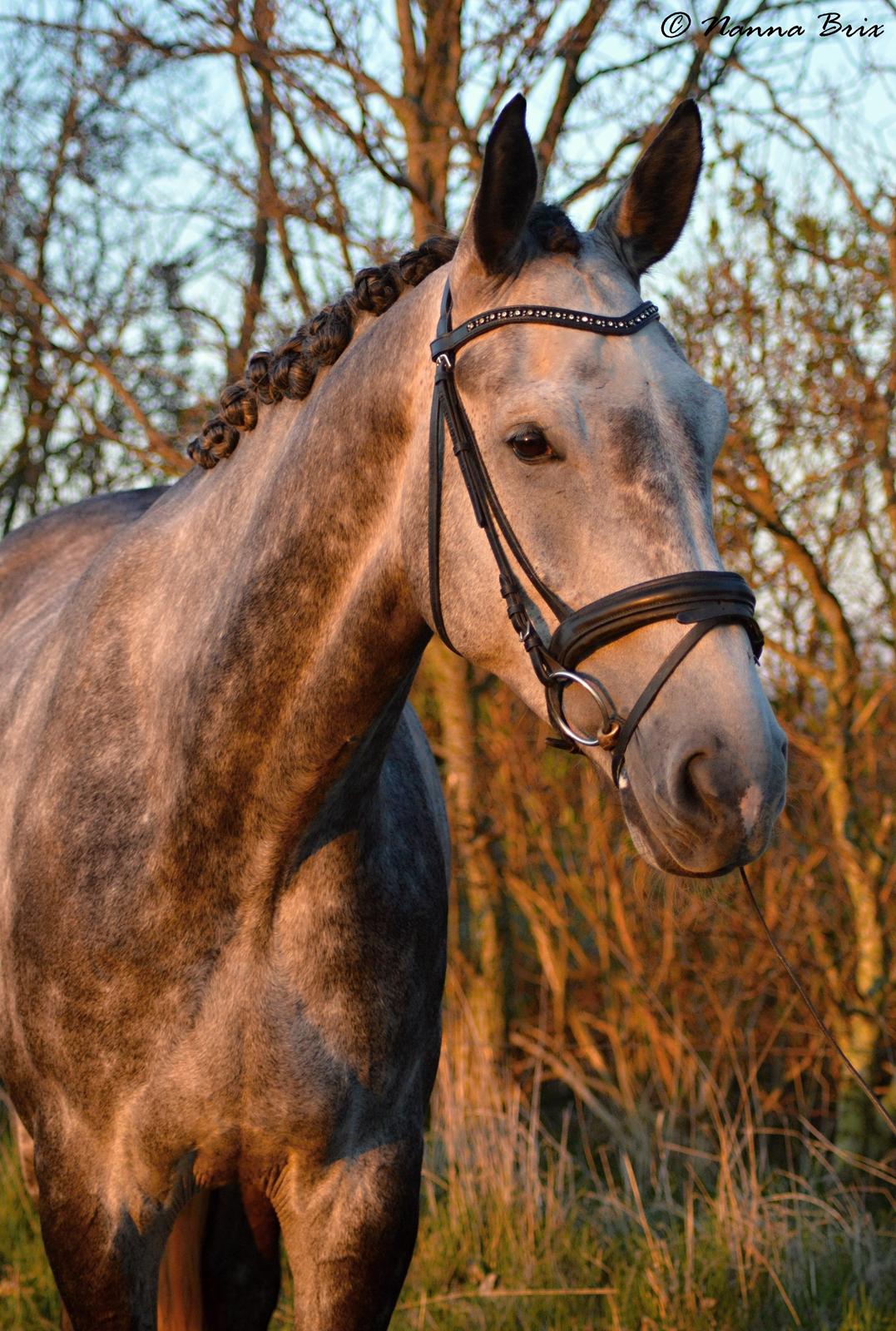 Dansk Varmblod Royal Legacy billede 15