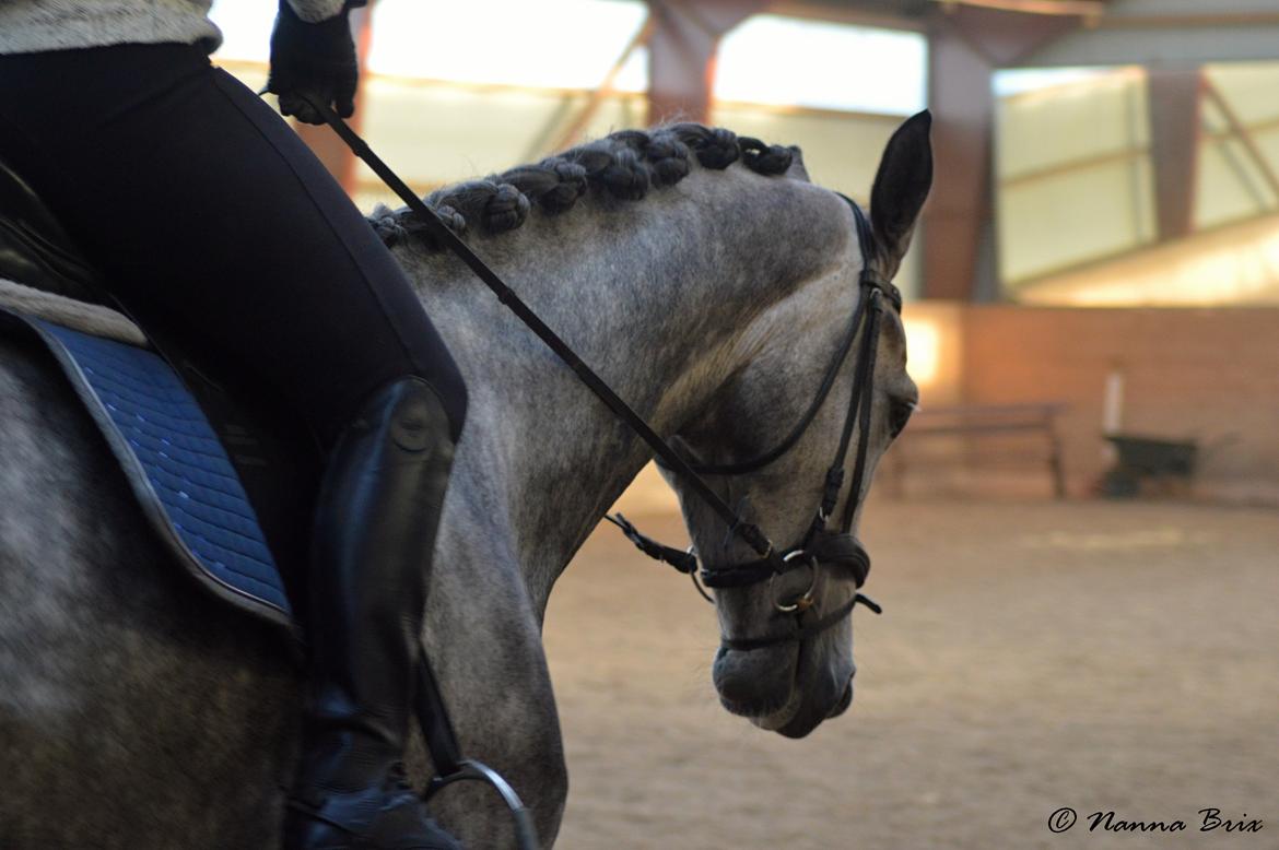 Dansk Varmblod Royal Legacy billede 7