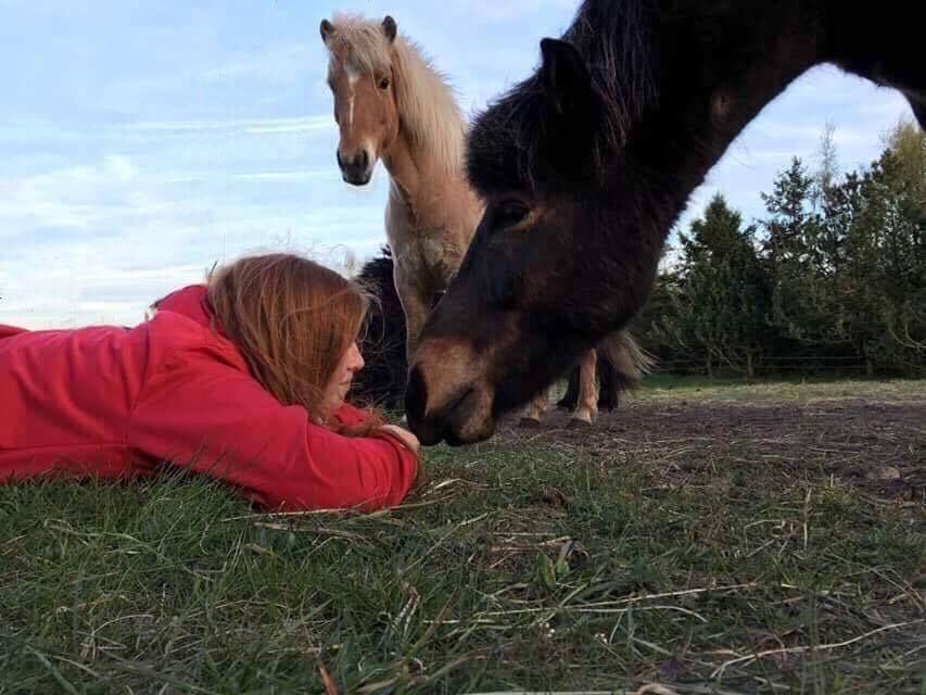 Islænder Fjölnir fra støvbogård billede 1