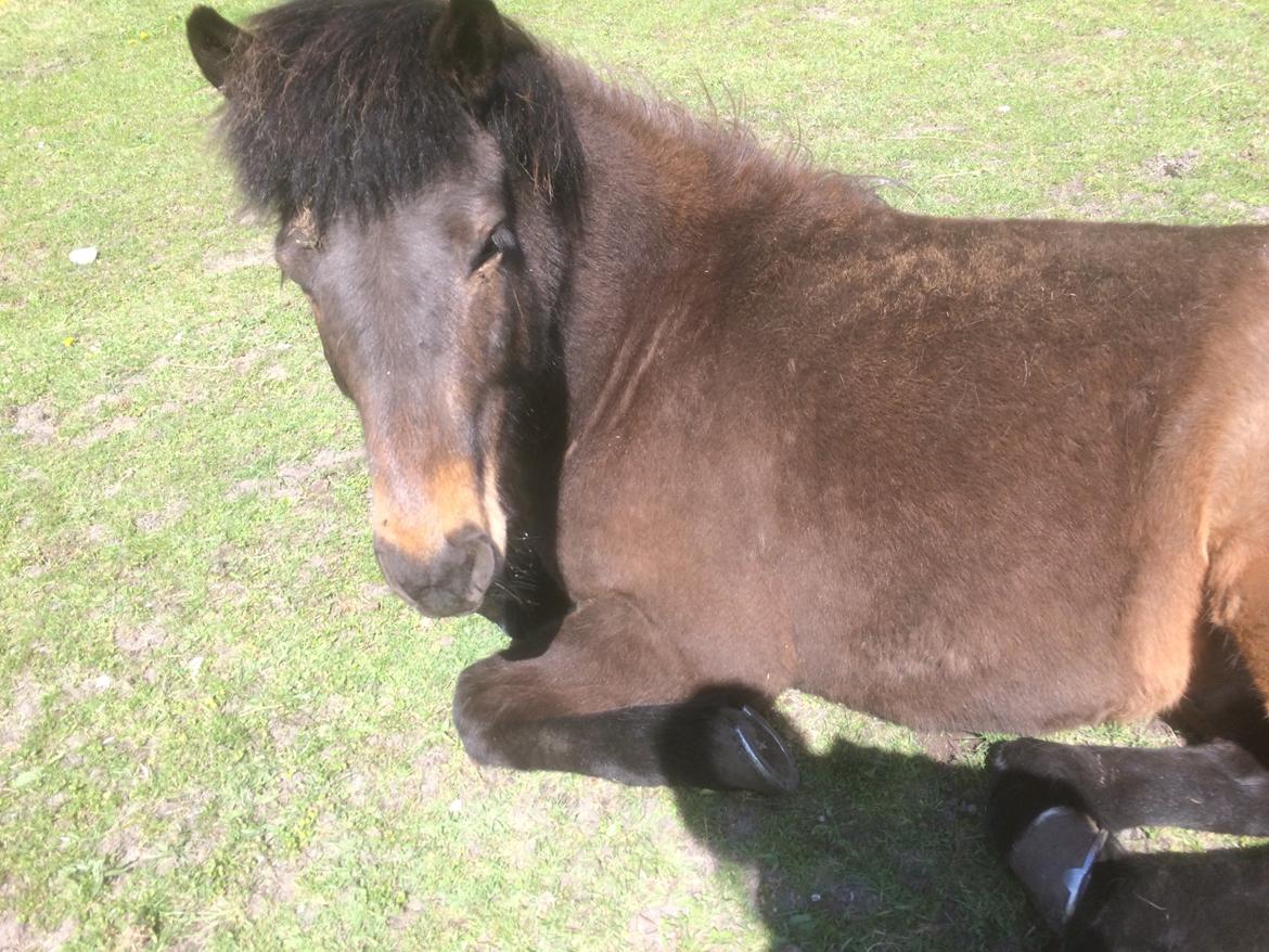 Islænder Fjölnir fra støvbogård billede 2