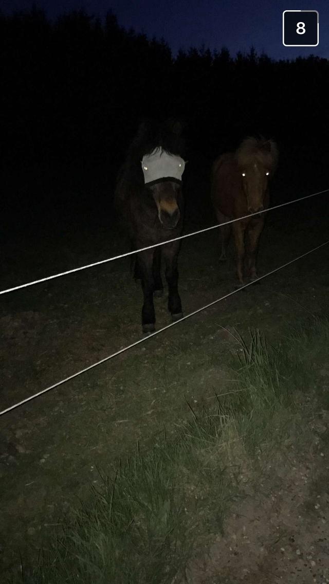 Islænder Fjölnir fra støvbogård billede 3