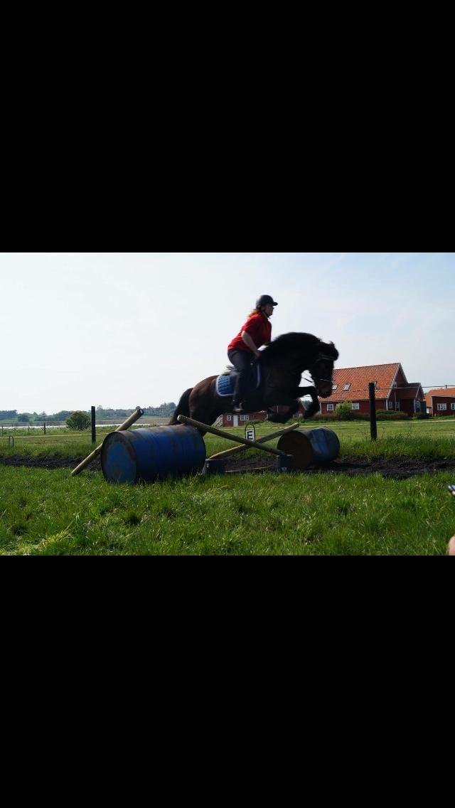 Islænder Fjölnir fra støvbogård billede 4