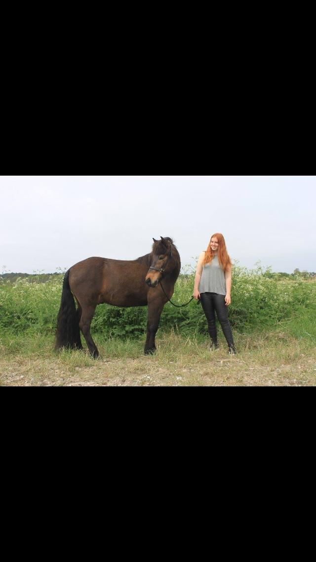 Islænder Fjölnir fra støvbogård billede 5