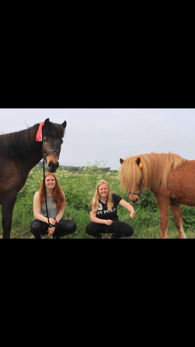 Islænder Fjölnir fra støvbogård billede 6