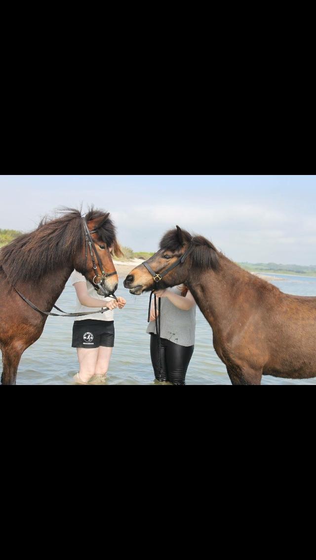 Islænder Fjölnir fra støvbogård billede 7