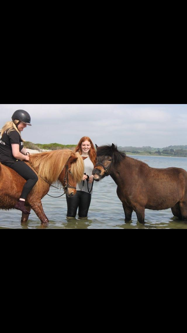 Islænder Fjölnir fra støvbogård billede 8