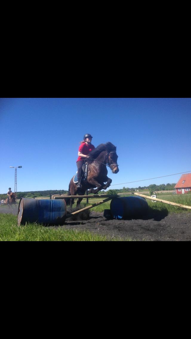 Islænder Fjölnir fra støvbogård billede 9