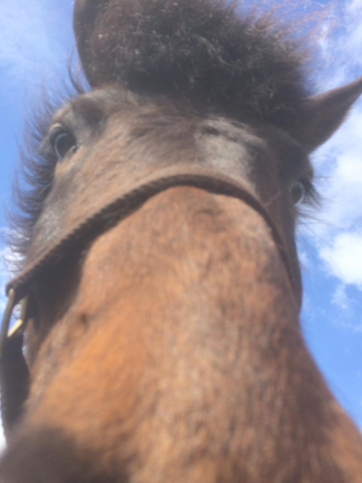 Islænder Fjölnir fra støvbogård billede 10