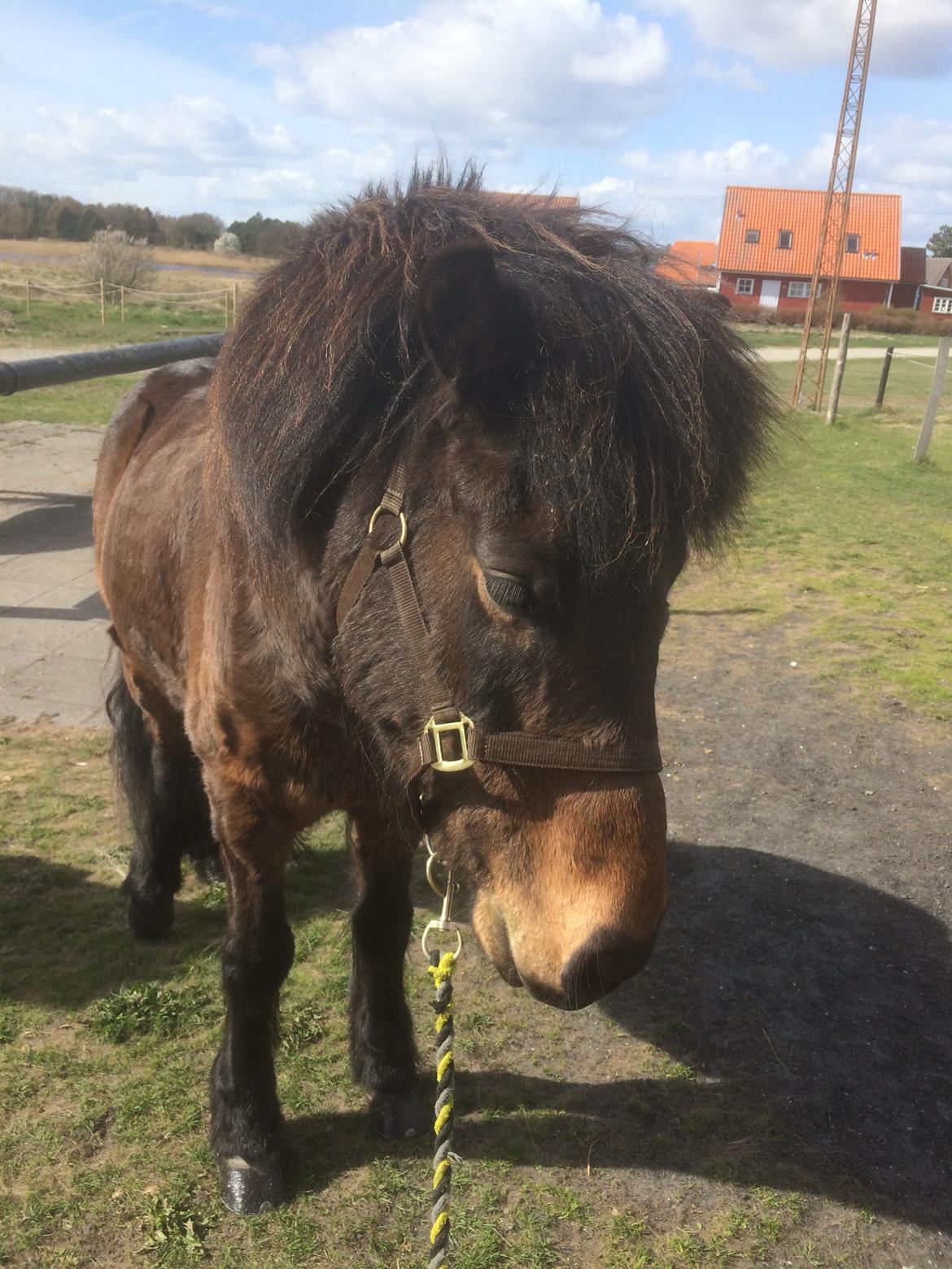 Islænder Fjölnir fra støvbogård billede 11