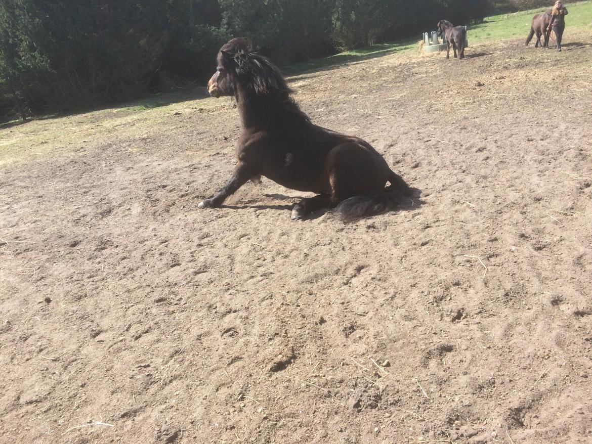 Islænder Fjölnir fra støvbogård billede 12