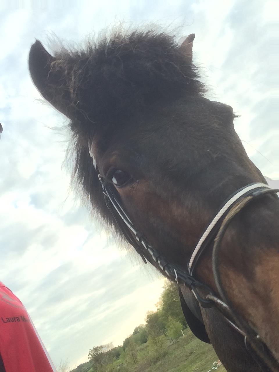 Islænder Fjölnir fra støvbogård billede 13