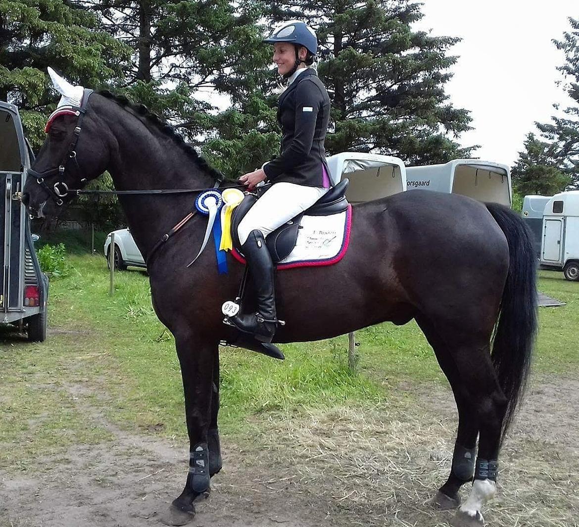 Anden særlig race Kashmir billede 12