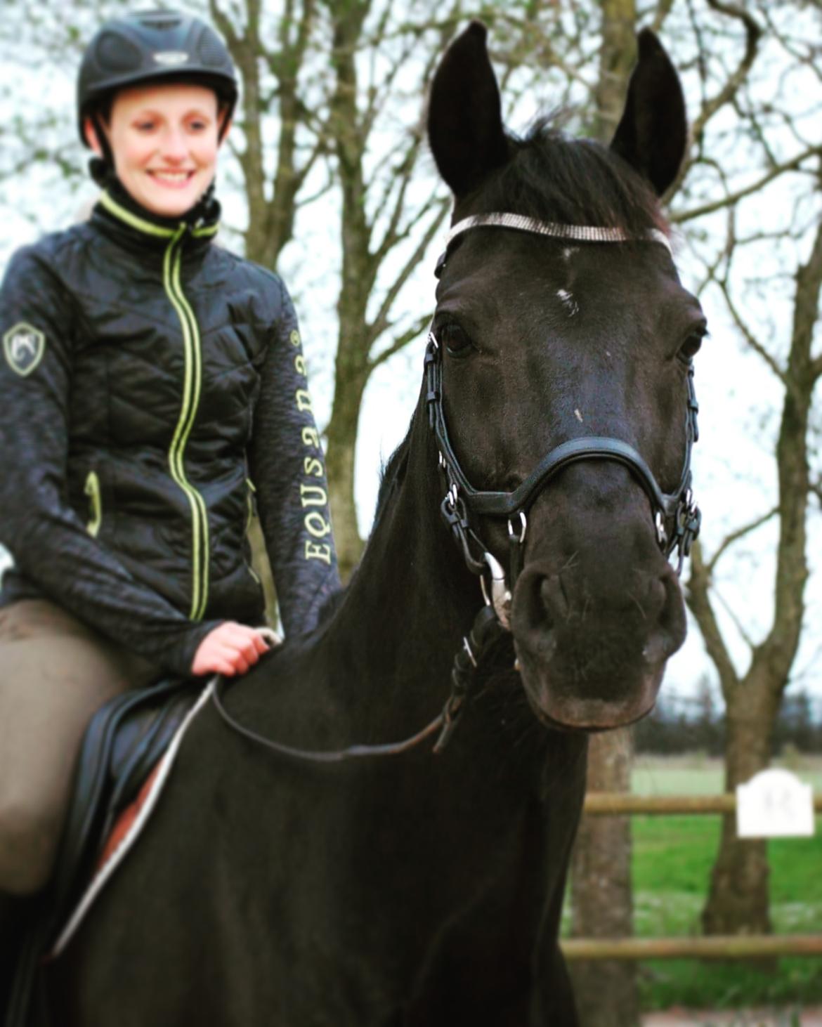 Anden særlig race Kashmir billede 20