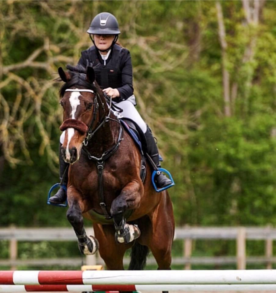 Dansk Varmblod Baronesse gersdorf billede 1