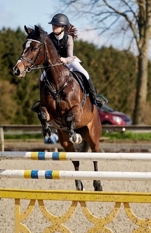 Dansk Varmblod Baronesse gersdorf billede 2