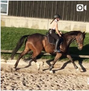 Dansk Varmblod Baronesse gersdorf billede 3