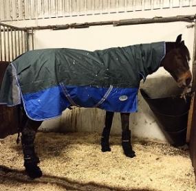 Dansk Varmblod Baronesse gersdorf billede 5