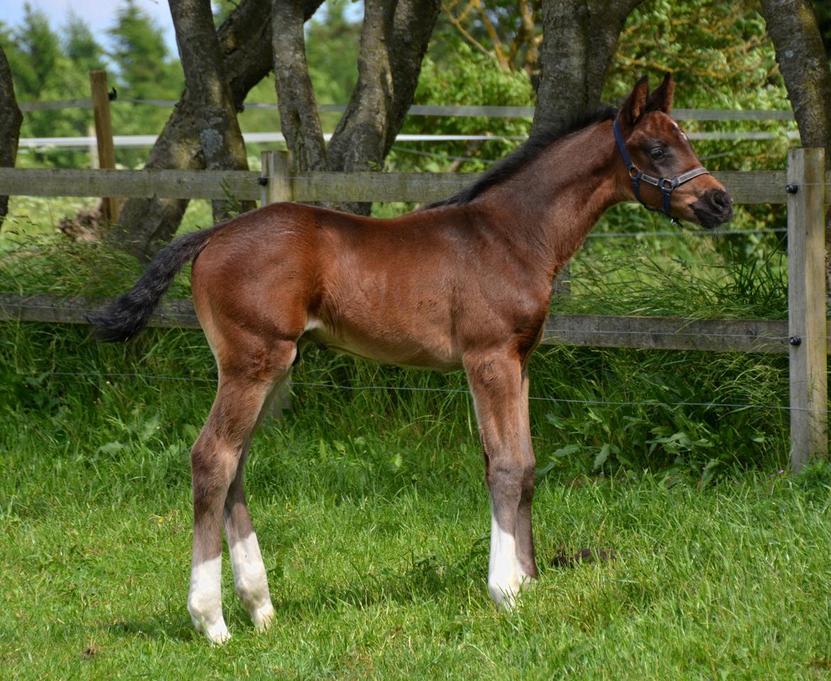 Dansk Varmblod Romeo L billede 1