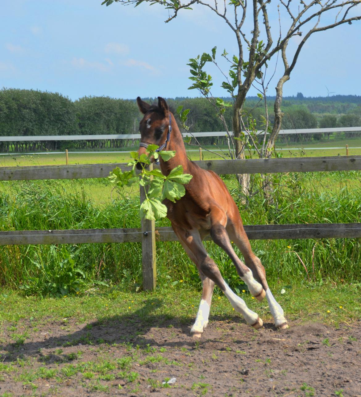 Dansk Varmblod Romeo L billede 7