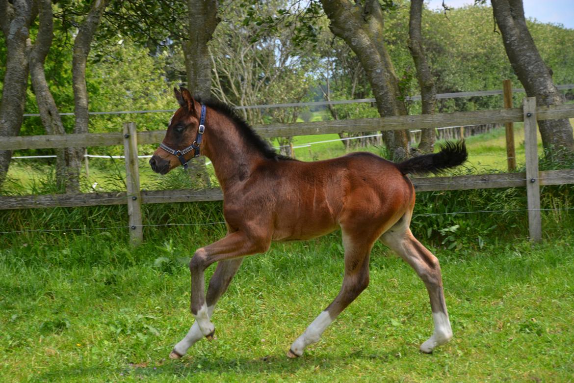 Dansk Varmblod Romeo L billede 6