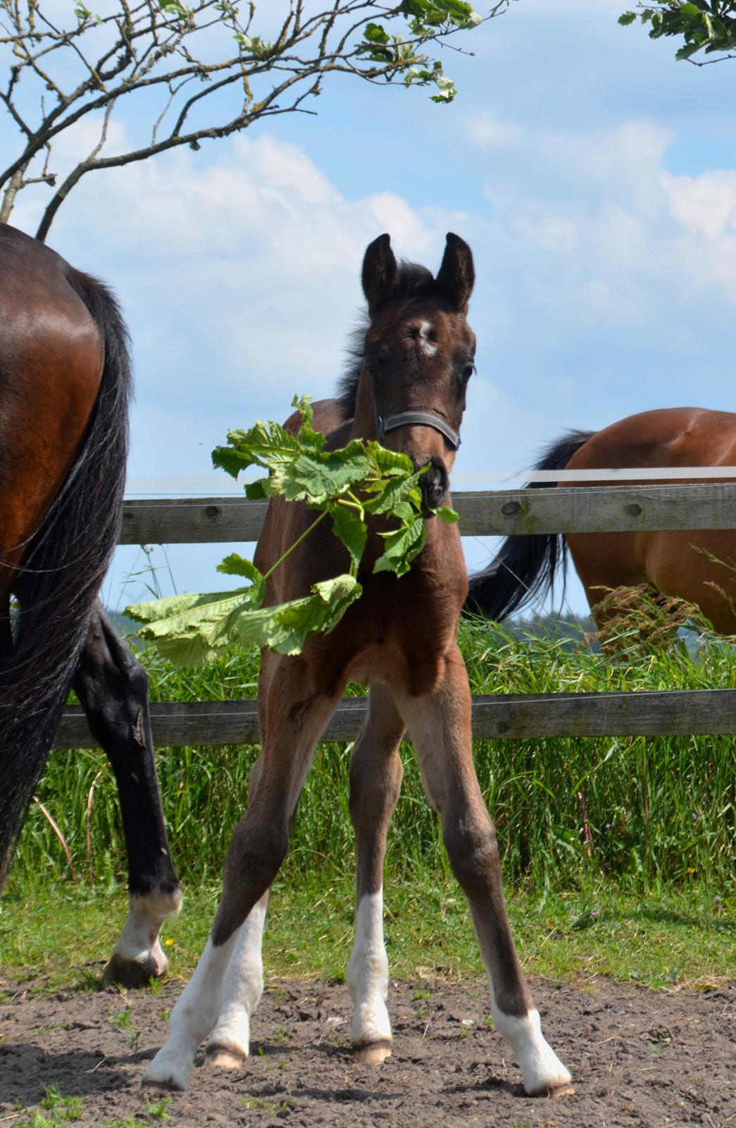 Dansk Varmblod Romeo L billede 10