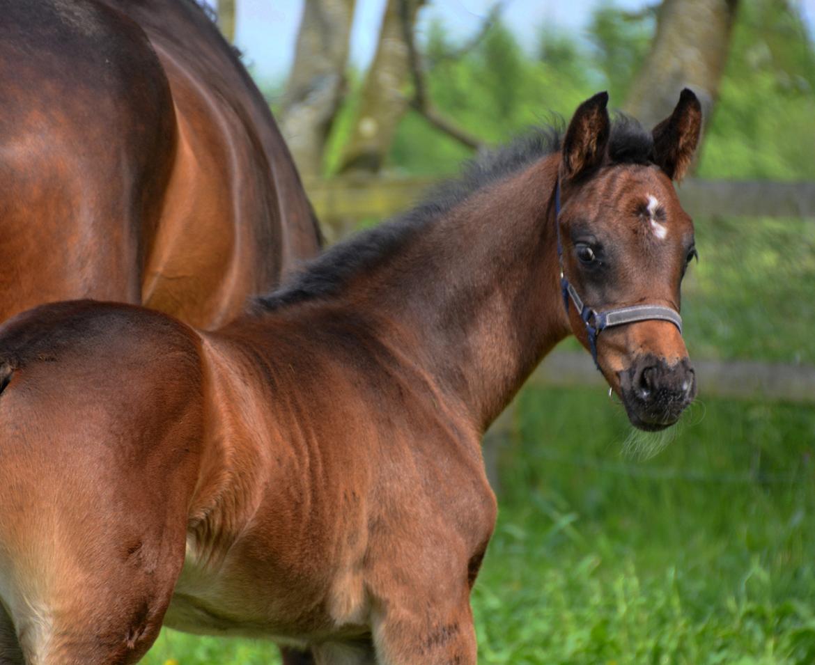 Dansk Varmblod Romeo L billede 3