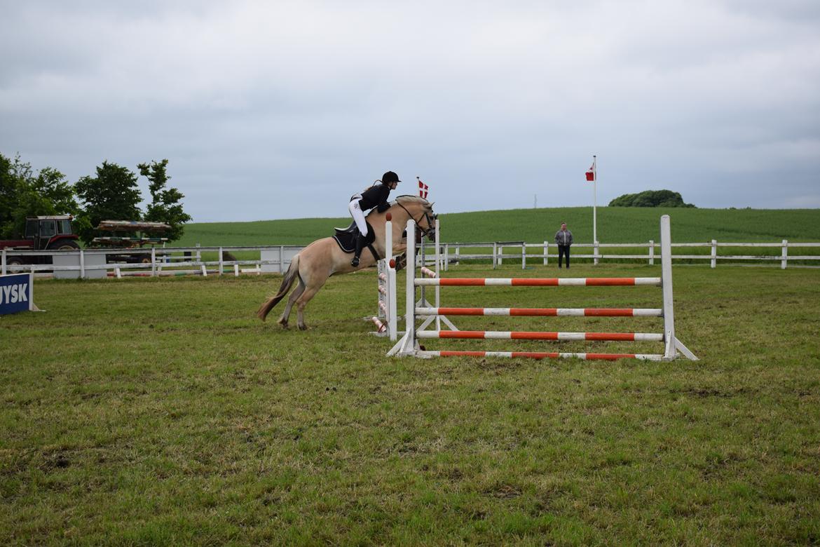 Fjordhest Sylvfin Skovå - Fie og pony cup 90 cm billede 4
