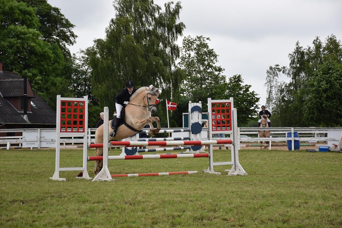 Fjordhest Sylvfin Skovå - fie og pony cup 90 cm billede 3