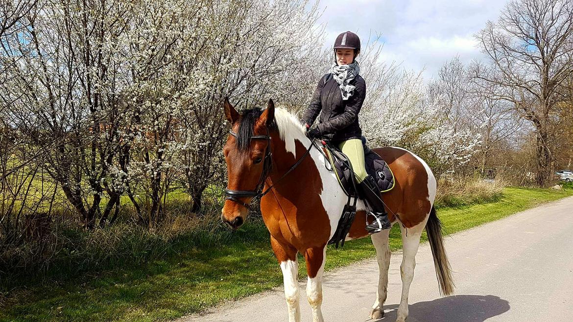 Pinto Højvang's Ikaros - 10-04-2017 billede 3