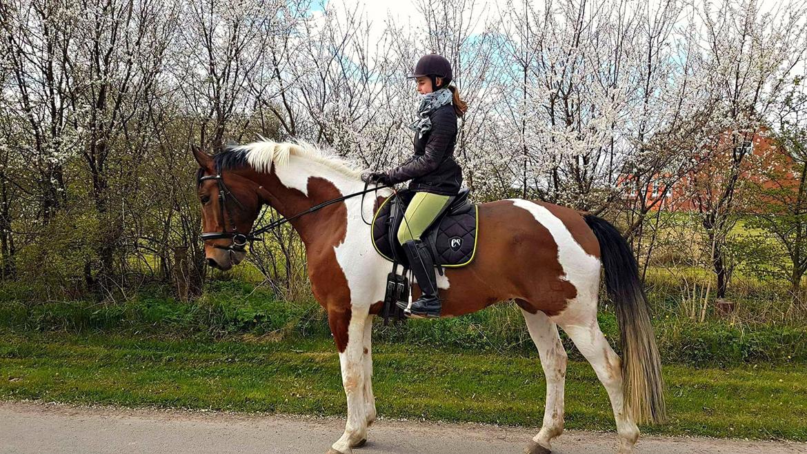 Pinto Højvang's Ikaros - 10-04-2017 billede 4