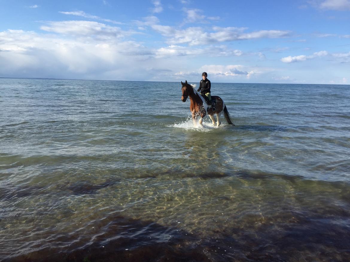 Pinto Højvang's Ikaros - 26-04-2017 billede 6