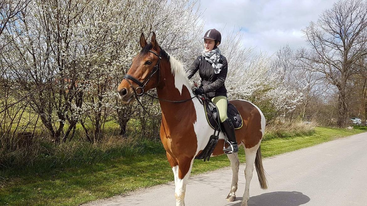 Pinto Højvang's Ikaros - 10-04-2017 billede 2