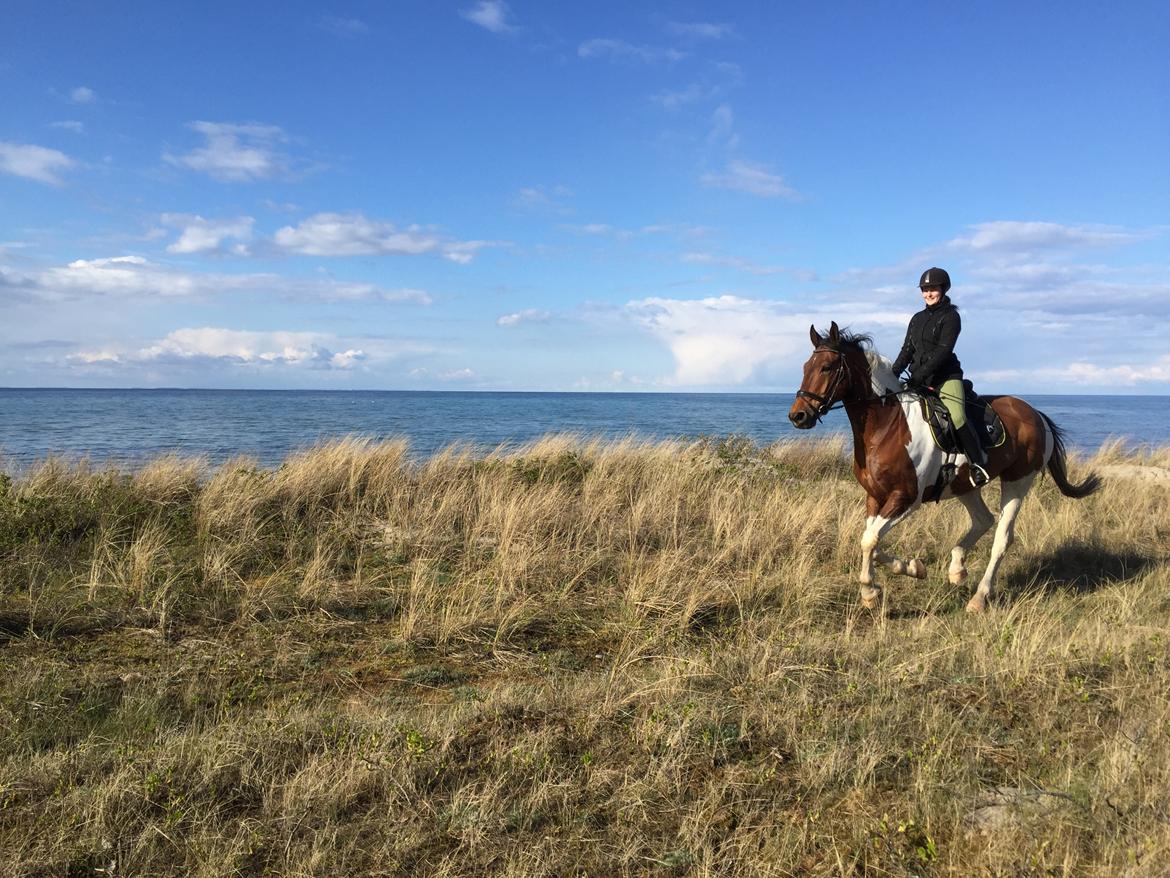 Pinto Højvang's Ikaros - 26-04-2017 billede 8