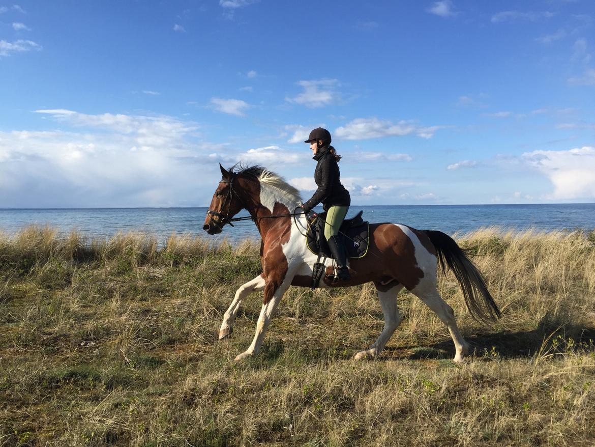 Pinto Højvang's Ikaros billede 1