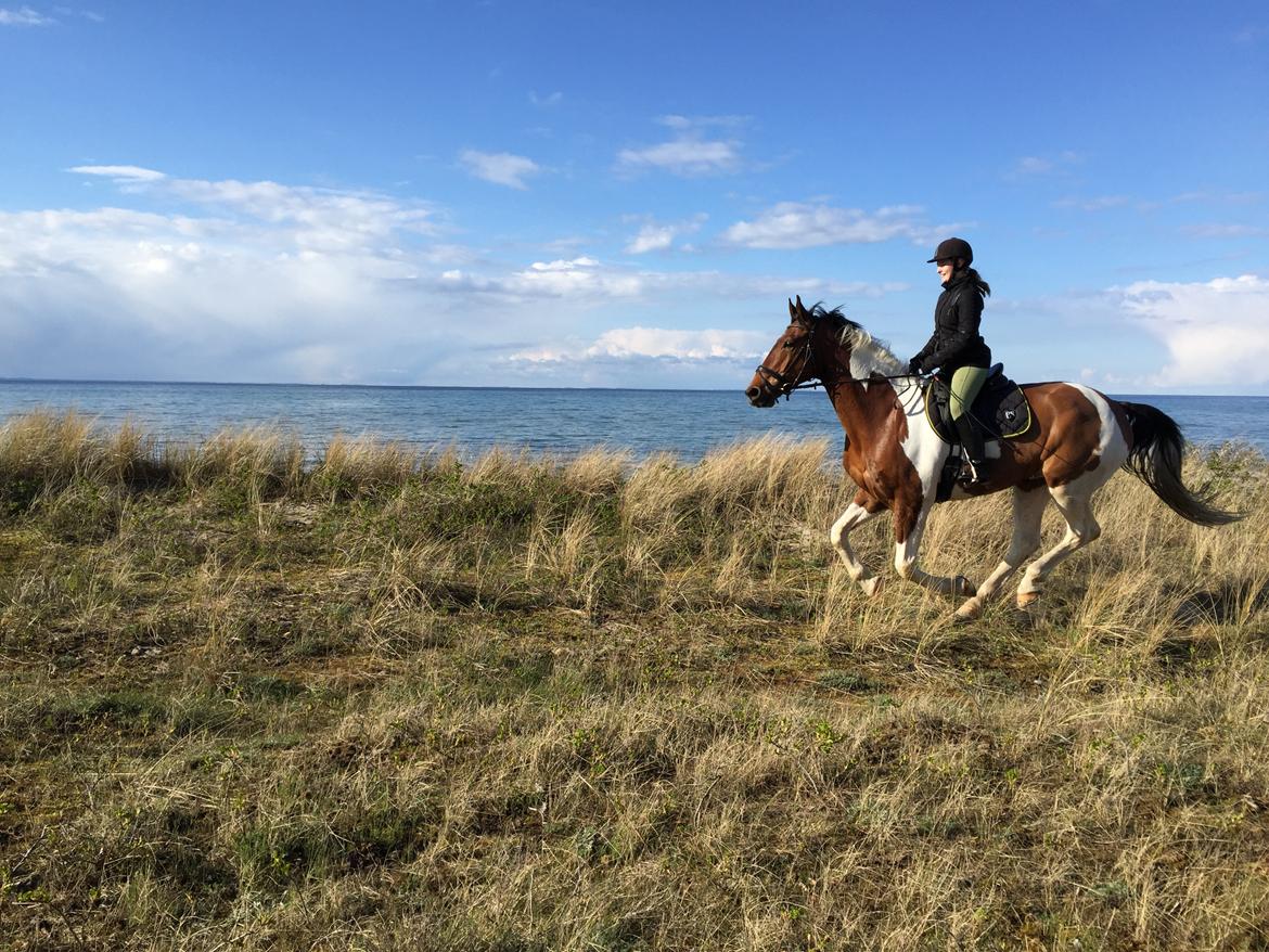 Pinto Højvang's Ikaros - 26-04-2017 billede 9