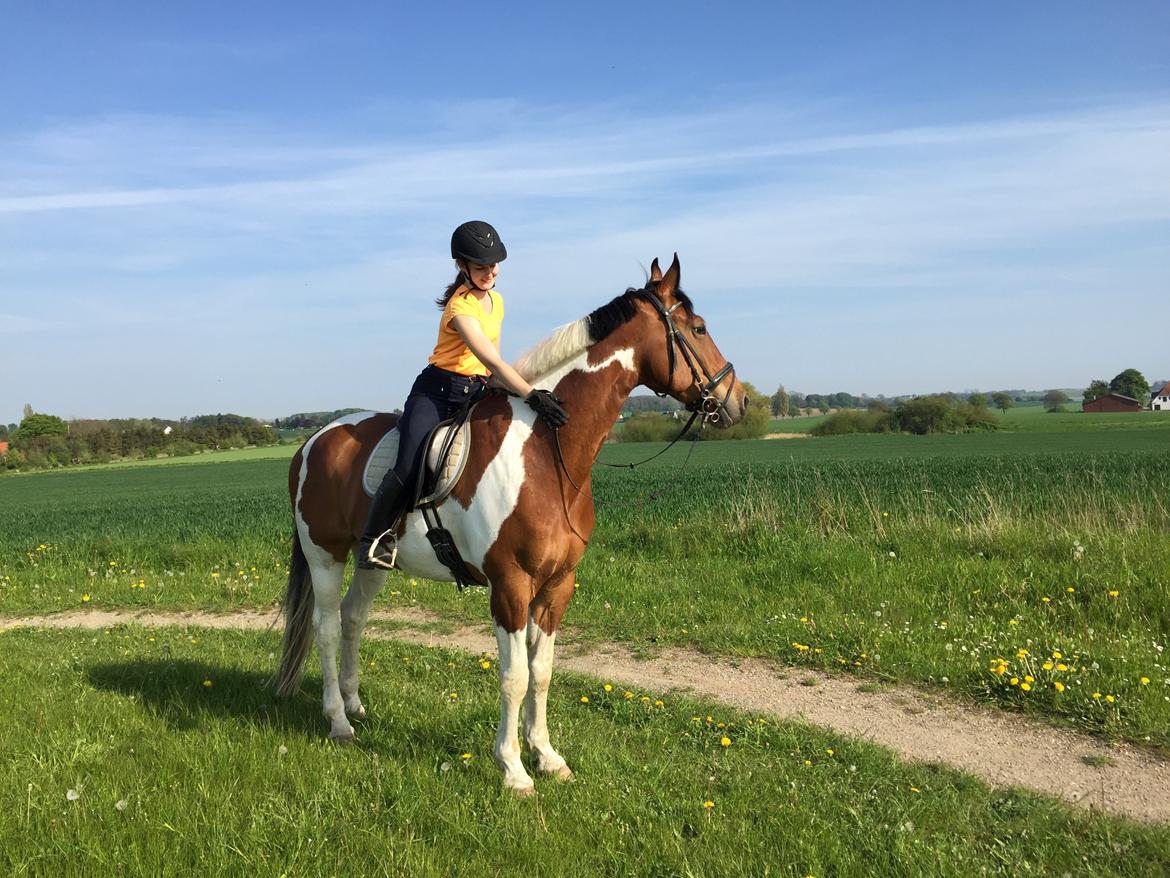 Pinto Højvang's Ikaros - 17-05-2017 billede 11